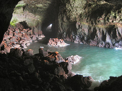 Sea Lion Caves, Florence 